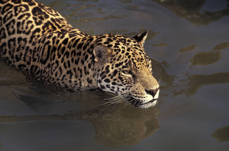 照片 猫科动物 野生动物 成人 食肉动物 美洲虎 游泳 哺乳动物