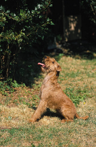 宠物 照片 犬科 动物 成人 轮廓