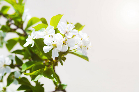 植物 樱花 果园 花瓣 春天 太阳 盛开 园艺 美丽的 生长