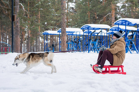 雪橇 幸福 快乐 乐趣 行动 动物 冬天 活动 享受 跑步