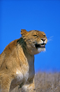 肯尼亚 成人 狮子 猫科动物 动物 食肉动物 非洲狮 照片