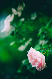 花瓣 粉红色 婚礼 夏天 米色 开花 浪漫的 墙纸 自然