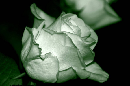 繁荣的 玫瑰 植物区系 自然 白种人 花瓣 植物学 树叶