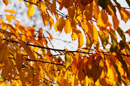 分支 秋天 阳光 季节 特写镜头 树叶 植物 自然 森林