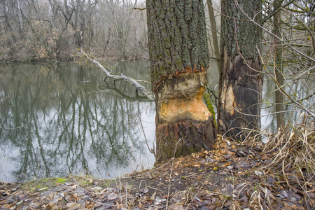 海狸咬的树图片