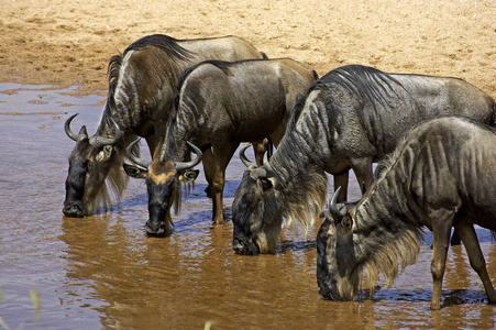 饮酒 野生动物 照片 非洲 角马 肯尼亚 牛科 食草动物