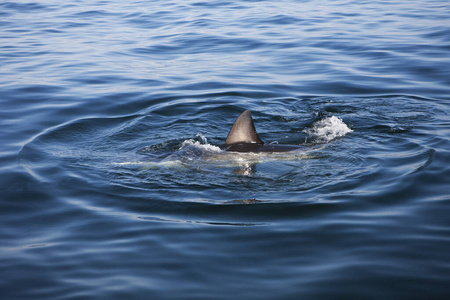 成人 野生动物 鲨鱼 海洋 照片 非洲 动物