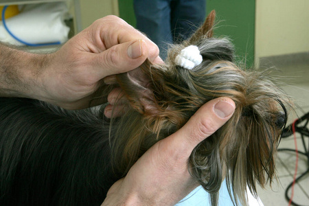 成人 在室内 男人 宠物 照片 犬科 动物 兽医 咨询