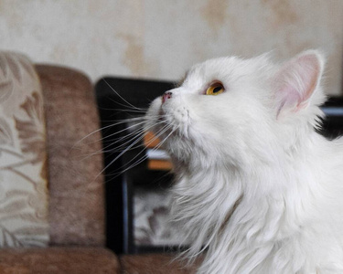 毛皮 小猫 肖像 毛茸茸的 动物 头发 可爱的 斑猫 美丽的