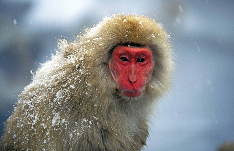 照片 日本 猕猴 轮廓 猴子 野生动物 动物 粉红色 亚洲