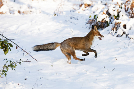 食肉动物 照片 动物 轮廓 欧洲 冬天 成人 运动 犬科