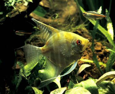 成人 轮廓 神仙鱼 动物 水族馆 慈鲷科 野生动物 照片