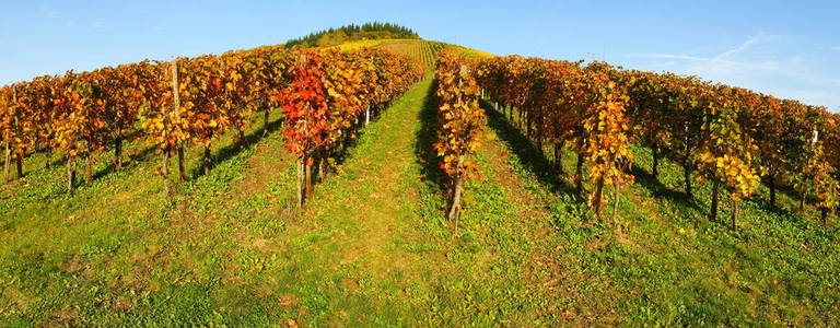 季节 葡萄酒 酒厂 全景图 农业 风景 领域 自然 葡萄园