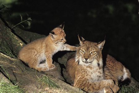 猞猁 野生动物 食肉动物 动物 猫科动物 照片 欧洲 哺乳动物