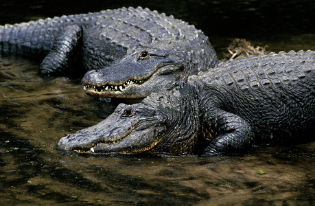 短吻鳄 动物 照片 鳄鱼 美国 成人 爬行动物 野生动物