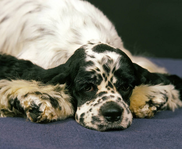 幽默 照片 在室内 动物 休息 睡觉 宠物 犬科 成人