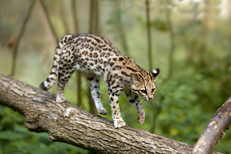 猫科动物 哺乳动物 轮廓 照片 食肉动物 美国 野生动物