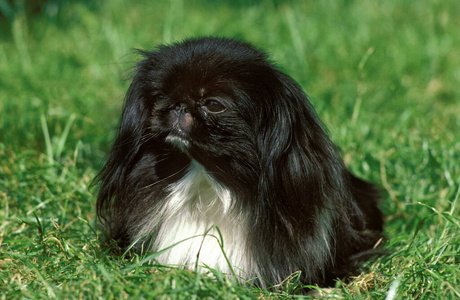 动物 宠物 照片 成人 犬科