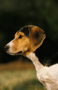 轮廓 照片 肖像 动物 犬科 成人 宠物