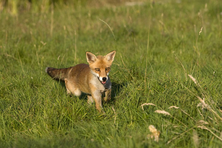 狐狸 成人 犬科 哺乳动物 动物 食肉动物 法国 野生动物