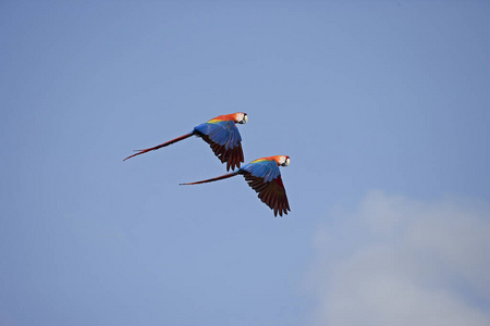 轮廓 飞行 委内瑞拉 动物 美国 金刚鹦鹉 成人 运动 照片