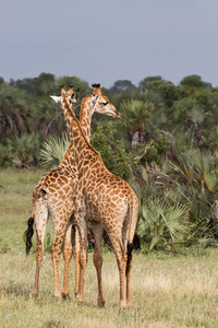 面对 可爱的 肯尼亚 鼻子 长颈鹿 动物园 稀树草原 哺乳动物