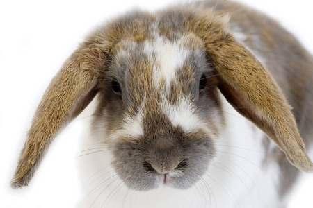 兔子 农场 在室内 农业 农事 肖像 幽默 动物 成人 耳朵