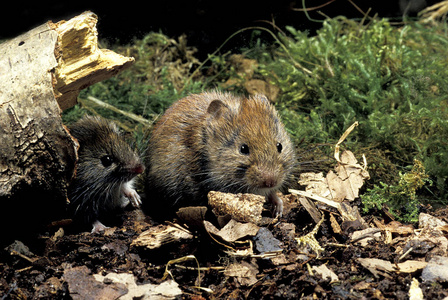野生动物 照片 田鼠 动物 欧洲 法国 成人 鼠科 啮齿动物