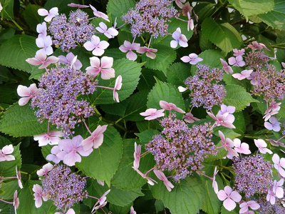 开花 花瓣 花园 植物区系 园艺 春天 落下 颜色 植物