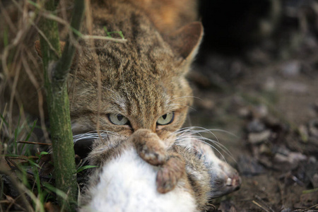 猫科动物 狩猎 哺乳动物 照片 野猫 成人 法国 喂养 野生动物