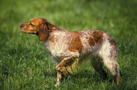 轮廓 成人 动物 犬科 宠物 照片