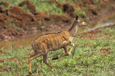 尼亚拉 成人 野生动物 反刍动物 食草动物 羚羊 哺乳动物