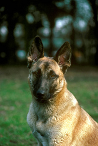 成人 照片 动物 犬科 肖像 宠物