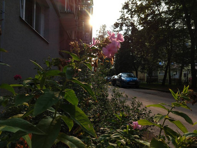 花园 领域 美女 开花 园艺 颜色 夏天 植物 盛开 花的