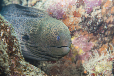 旅行 生态学 潜水 生物 环境 在下面 热带 动物 墙纸