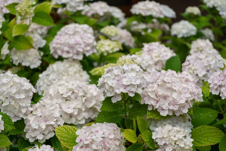 花的 夏天 颜色 美丽的 植物 自然 植物区系 季节 公园