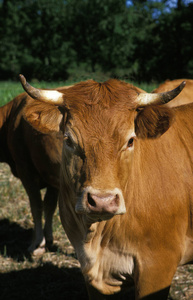 成人 动物 农事 喇叭 肖像 照片 农业 食草动物 牛科