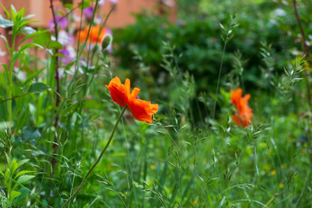 颜色 草地 花瓣 植物区系 自然 开花 美丽的 花园