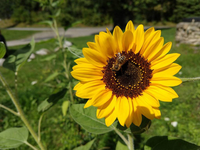 蜜蜂 野生动物 美女 开花 自然 植物学 甲虫 美丽的 翅膀