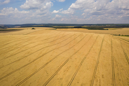 玉米 小山 农业 植物 夏天 收割 谷类食品 自然 小麦