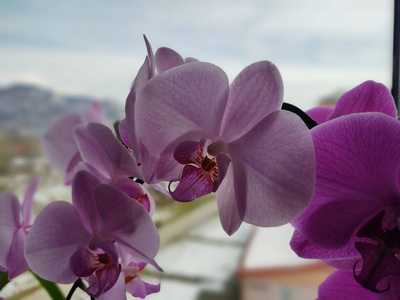 自然 奢侈 夏天 分支 健康 房子 紫色 颜色 放松 兰花