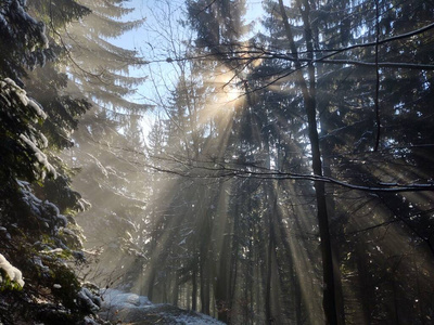 美丽的 小山 松木 美女 天空 旅行 冬天 太阳 寒冷的