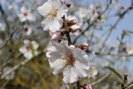 盛开 自然 樱花 花瓣 粉红色 特写镜头 春天 杏仁 花的