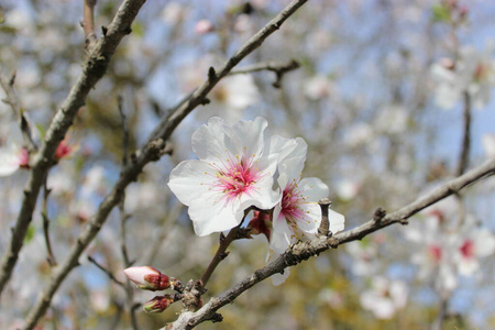 植物 公园 粉红色 杏仁 樱花 夏天 盛开 春天 开花 花瓣