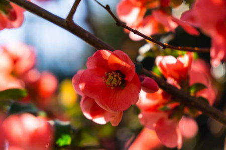 美女 公园 花瓣 花的 开花 植物 自然 颜色 季节 花园