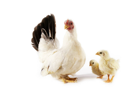 成人 羽翼未丰 长崎 家禽 动物 在室内 母鸡 照片 小鸡