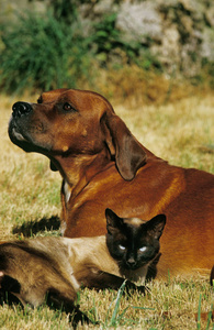 轮廓 照片 猫科动物 宠物 犬科 成人 动物