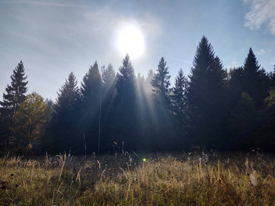 季节 风景 前景 森林 早晨 斯洛伐克 美丽的 十一月 外部