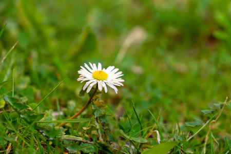 自然 洋甘菊 黛西 花园 季节 春天 植物 树叶 美丽的