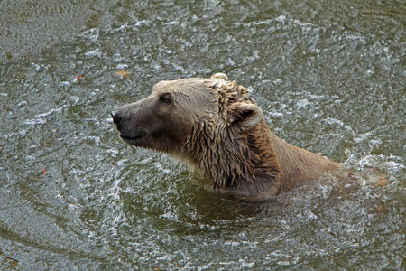 荒野 食肉动物 灰熊 栖息地 危险的 芬兰 伍兹 保护 野生动物